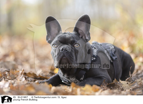 junge Franzsische Bulldogge / young French Bulldog / SI-01967