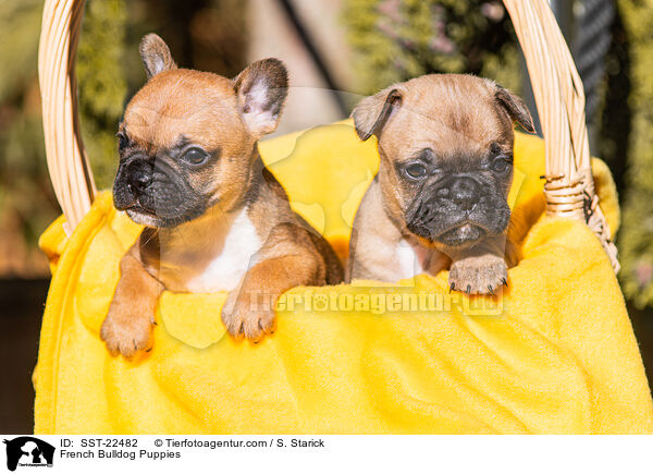 Franzsische Bulldogge Welpen / French Bulldog Puppies / SST-22482