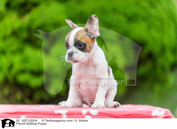 Franzsische Bulldogge Welpe / French Bulldog Puppy / SST-22504
