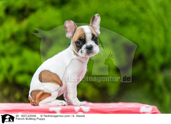 Franzsische Bulldogge Welpe / French Bulldog Puppy / SST-22506