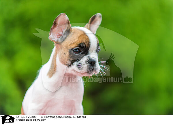 Franzsische Bulldogge Welpe / French Bulldog Puppy / SST-22509