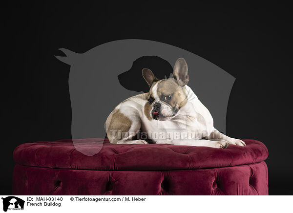Franzsische Bulldogge / French Bulldog / MAH-03140