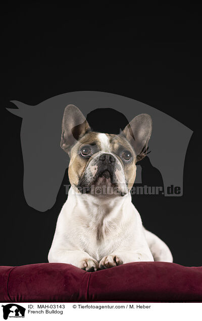 Franzsische Bulldogge / French Bulldog / MAH-03143