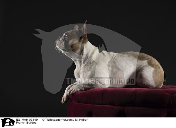 Franzsische Bulldogge / French Bulldog / MAH-03149