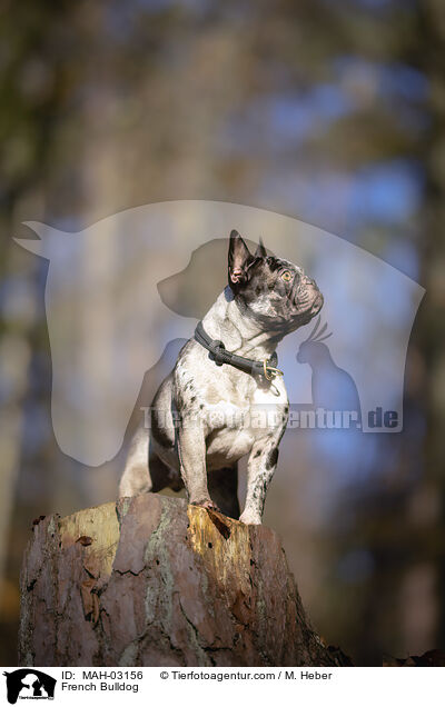 Franzsische Bulldogge / French Bulldog / MAH-03156