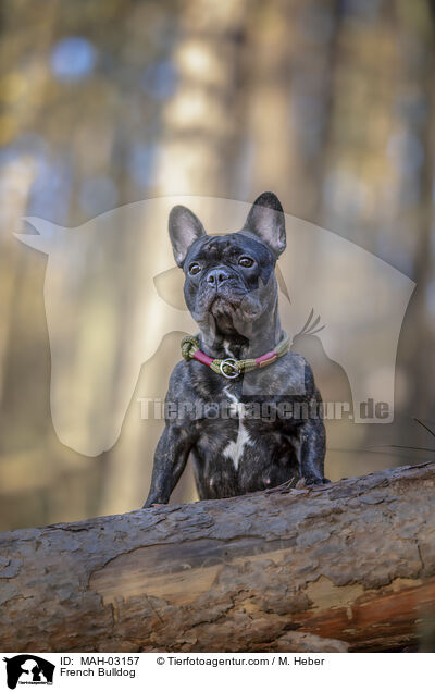 Franzsische Bulldogge / French Bulldog / MAH-03157