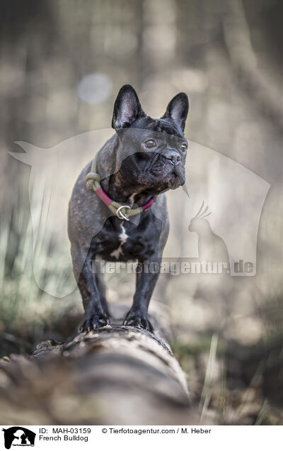 Franzsische Bulldogge / French Bulldog / MAH-03159