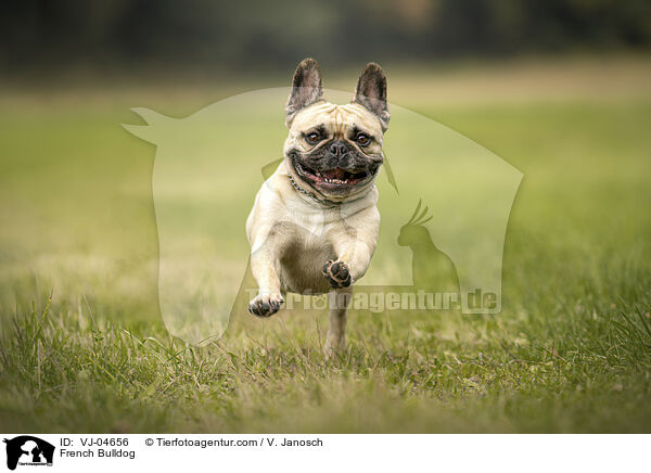 Franzsische Bulldogge / French Bulldog / VJ-04656