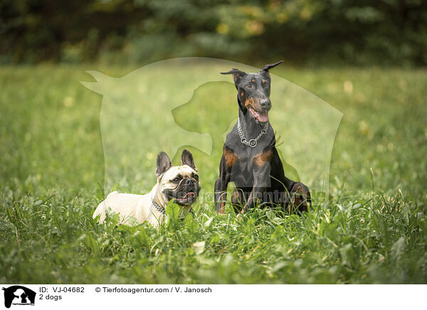 2 Hunde / 2 dogs / VJ-04682