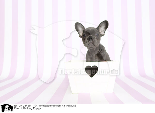 Franzsische Bulldogge Welpe / French Bulldog Puppy / JH-28455