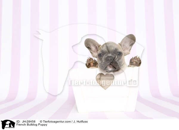 Franzsische Bulldogge Welpe / French Bulldog Puppy / JH-28458