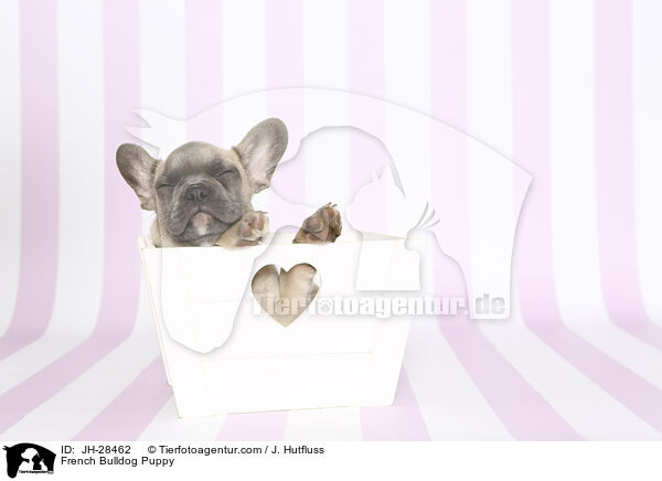 Franzsische Bulldogge Welpe / French Bulldog Puppy / JH-28462