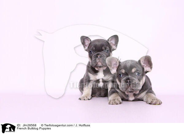 Franzsische Bulldogge Welpen / French Bulldog Puppies / JH-28568