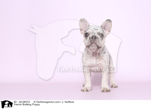 Franzsische Bulldogge Welpe / French Bulldog Puppy / JH-28572