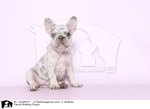 Franzsische Bulldogge Welpe / French Bulldog Puppy / JH-28573