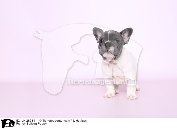 Franzsische Bulldogge Welpe / French Bulldog Puppy / JH-28581