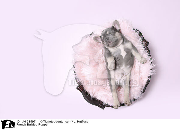 Franzsische Bulldogge Welpe / French Bulldog Puppy / JH-28597