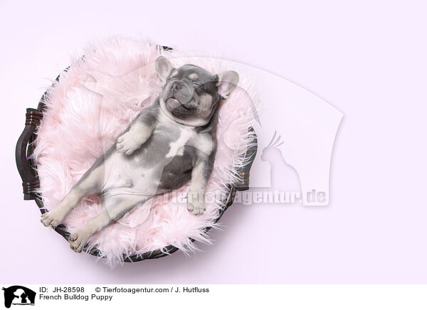 Franzsische Bulldogge Welpe / French Bulldog Puppy / JH-28598