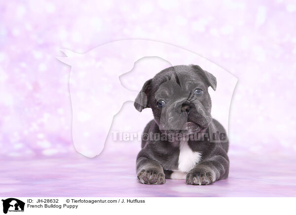 Franzsische Bulldogge Welpe / French Bulldog Puppy / JH-28632