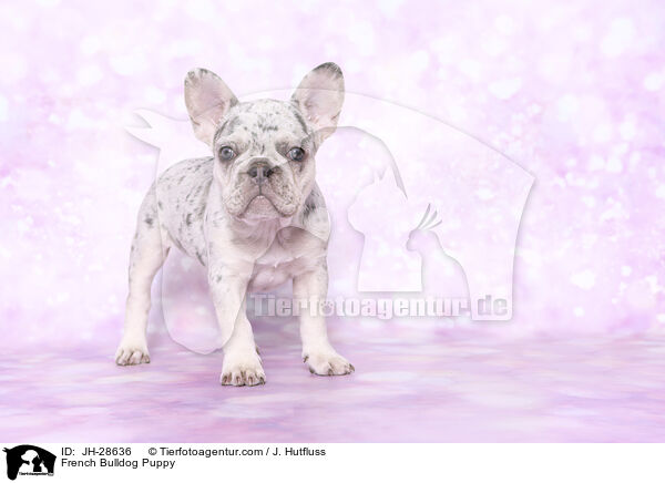 Franzsische Bulldogge Welpe / French Bulldog Puppy / JH-28636