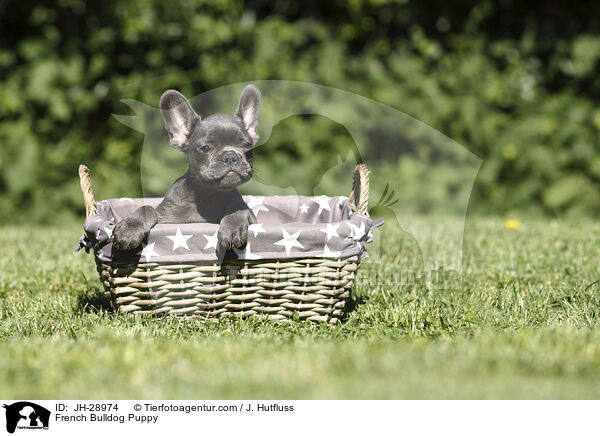 Franzsische Bulldogge Welpe / French Bulldog Puppy / JH-28974