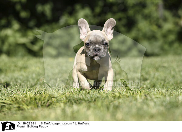 Franzsische Bulldogge Welpe / French Bulldog Puppy / JH-28981