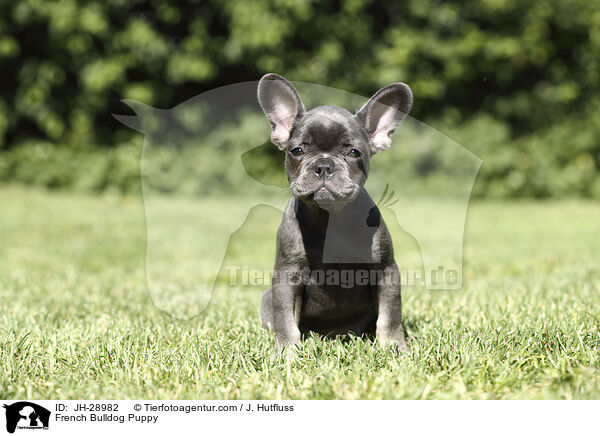 Franzsische Bulldogge Welpe / French Bulldog Puppy / JH-28982