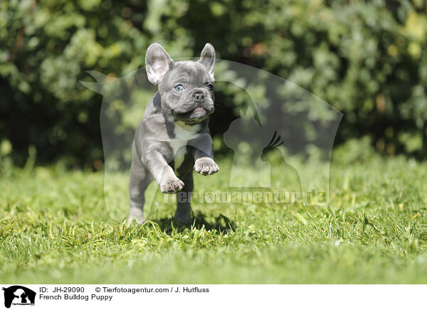 Franzsische Bulldogge Welpe / French Bulldog Puppy / JH-29090