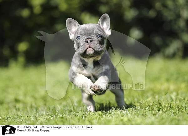 Franzsische Bulldogge Welpe / French Bulldog Puppy / JH-29094