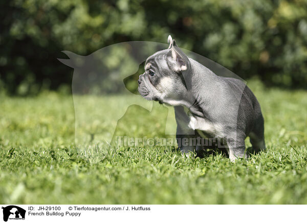 Franzsische Bulldogge Welpe / French Bulldog Puppy / JH-29100