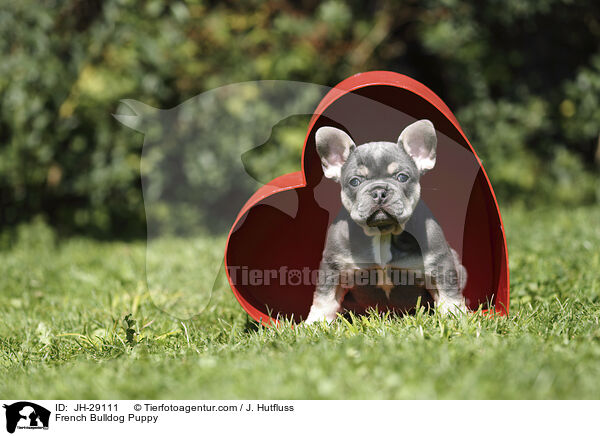 Franzsische Bulldogge Welpe / French Bulldog Puppy / JH-29111