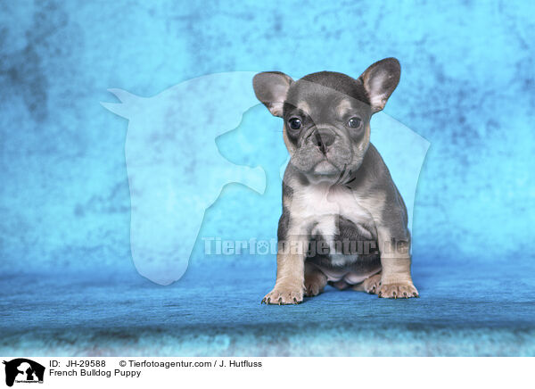 Franzsische Bulldogge Welpe / French Bulldog Puppy / JH-29588