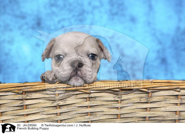 Franzsische Bulldogge Welpe / French Bulldog Puppy / JH-29590