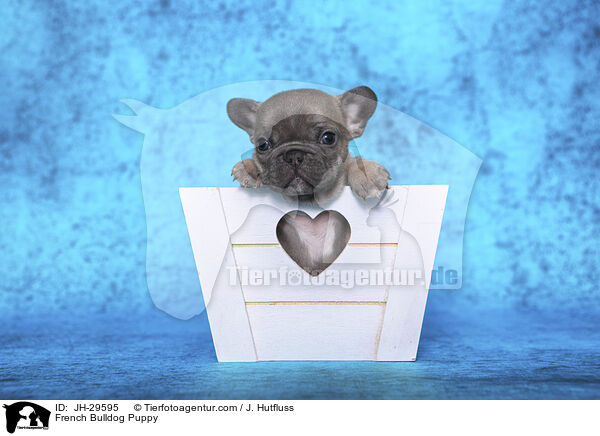 Franzsische Bulldogge Welpe / French Bulldog Puppy / JH-29595