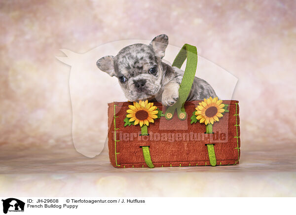 Franzsische Bulldogge Welpe / French Bulldog Puppy / JH-29608