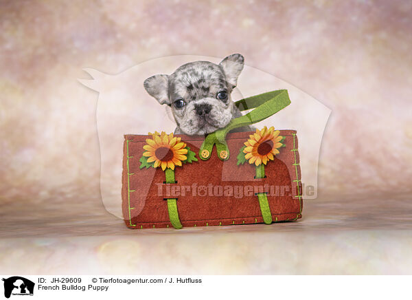 Franzsische Bulldogge Welpe / French Bulldog Puppy / JH-29609