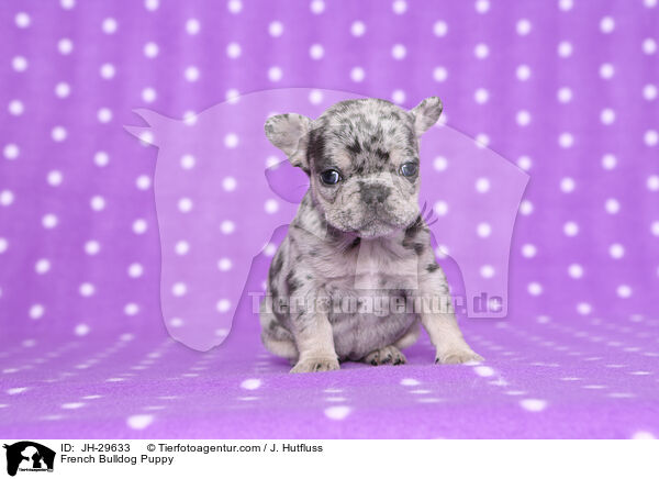 Franzsische Bulldogge Welpe / French Bulldog Puppy / JH-29633