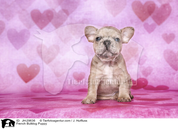 Franzsische Bulldogge Welpe / French Bulldog Puppy / JH-29636