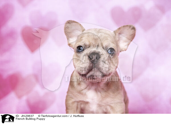 Franzsische Bulldogge Welpe / French Bulldog Puppy / JH-29637