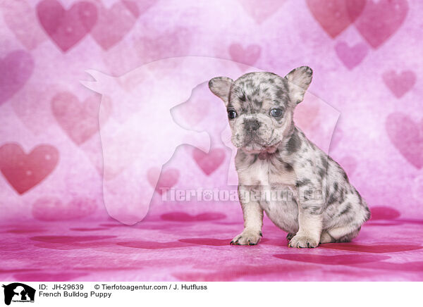 Franzsische Bulldogge Welpe / French Bulldog Puppy / JH-29639