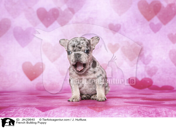 Franzsische Bulldogge Welpe / French Bulldog Puppy / JH-29640
