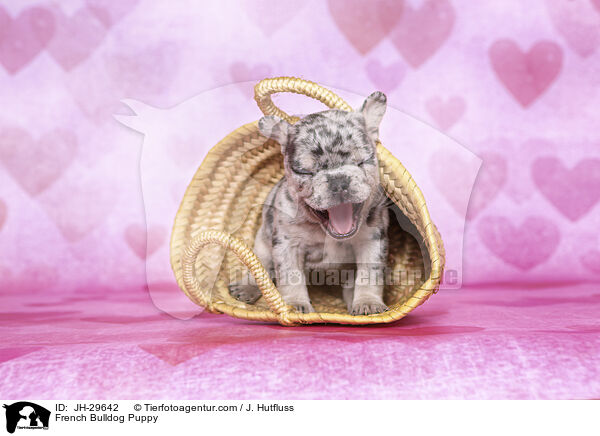 Franzsische Bulldogge Welpe / French Bulldog Puppy / JH-29642