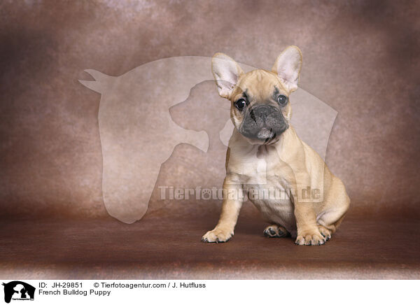 Franzsische Bulldogge Welpe / French Bulldog Puppy / JH-29851