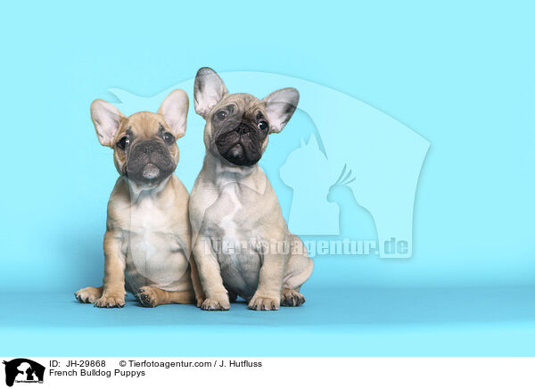 Franzsische Bulldogge Welpen / French Bulldog Puppys / JH-29868