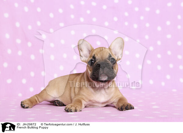 Franzsische Bulldogge Welpe / French Bulldog Puppy / JH-29872