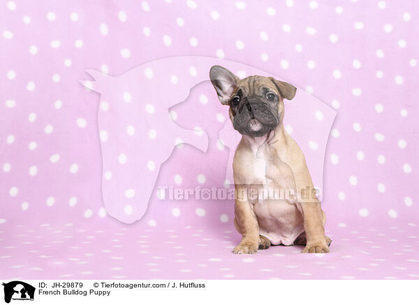 Franzsische Bulldogge Welpe / French Bulldog Puppy / JH-29879