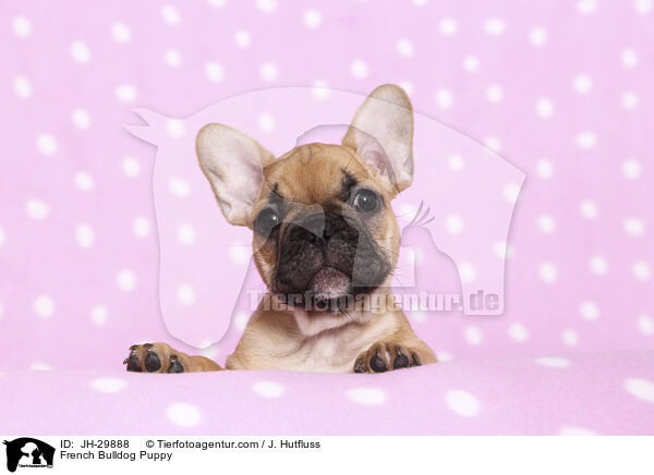 Franzsische Bulldogge Welpe / French Bulldog Puppy / JH-29888