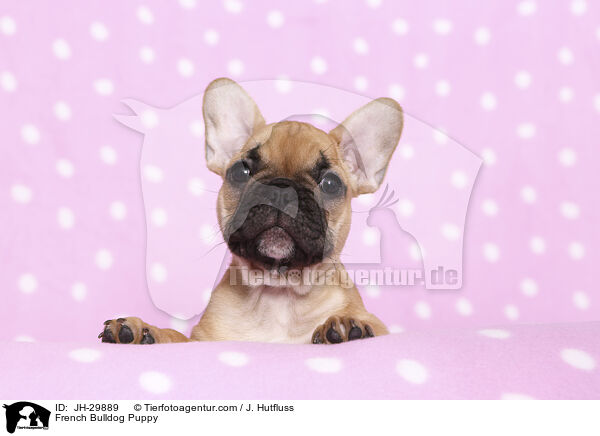 Franzsische Bulldogge Welpe / French Bulldog Puppy / JH-29889