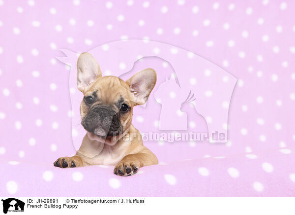 Franzsische Bulldogge Welpe / French Bulldog Puppy / JH-29891