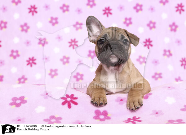 Franzsische Bulldogge Welpe / French Bulldog Puppy / JH-29896